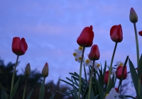 爭(zhēng)春
