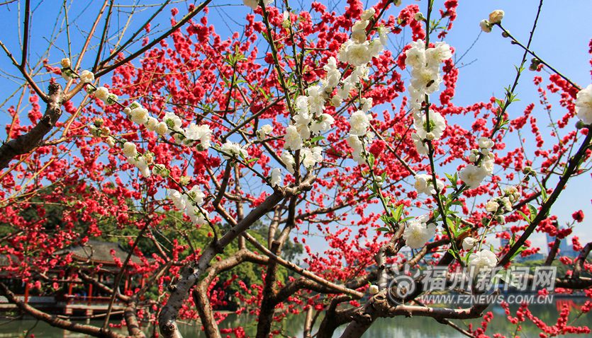 春風十里相迎　西湖桃花盛開醉游人