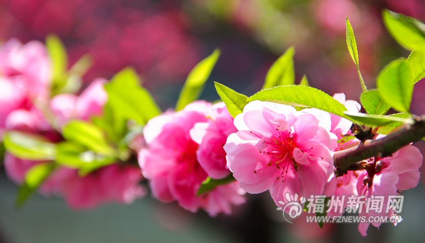 春風十里相迎　西湖桃花盛開醉游人