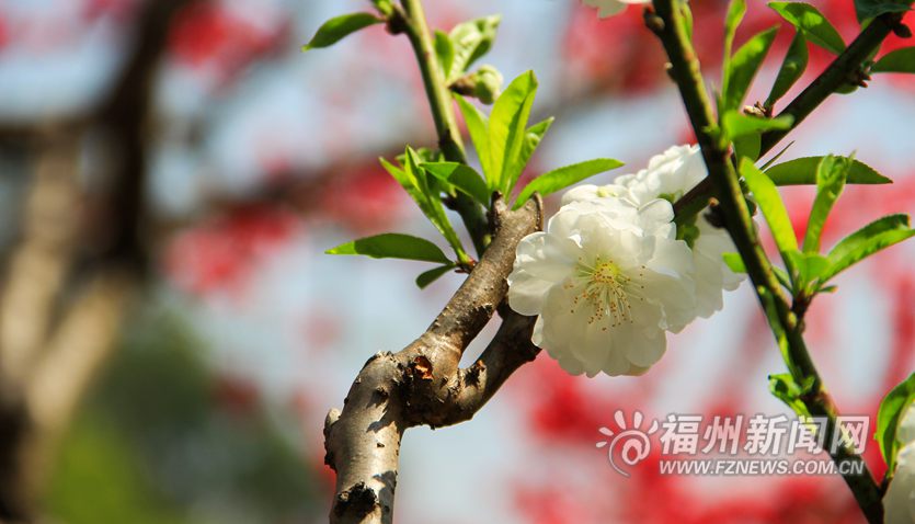 春風十里相迎　西湖桃花盛開醉游人