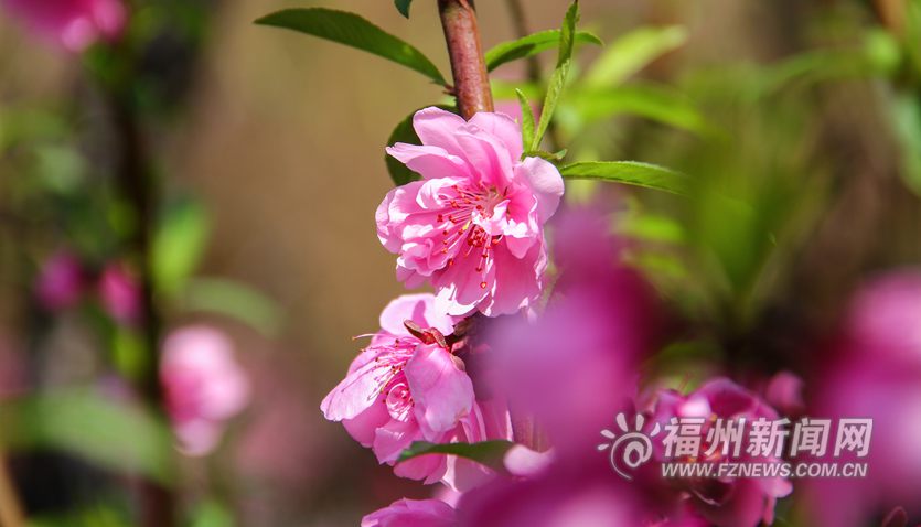 春風十里相迎　西湖桃花盛開醉游人