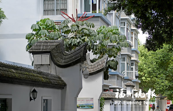 福州南營巷有怪樹長“山楂串”？原來是澳洲傘樹