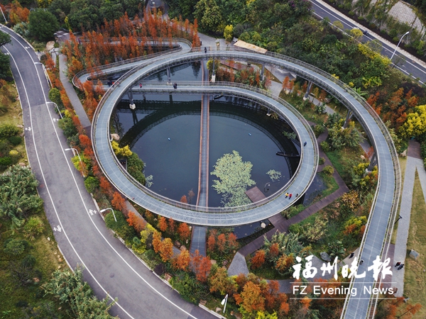 福道邊水杉正當紅　梅峰山地公園等你來“打卡”
